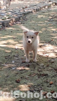 German Spiz Dog Pappy